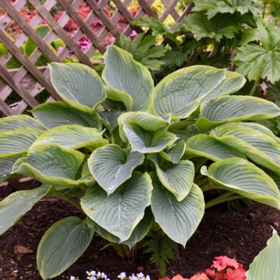 Hosta 'Wu-La-La'